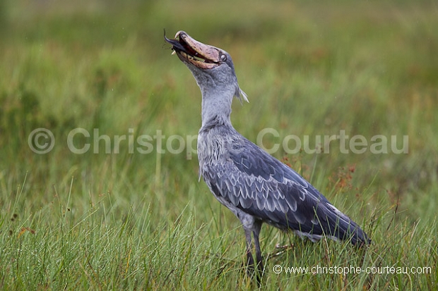 Shoebill