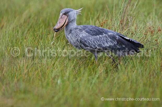 Shoebill