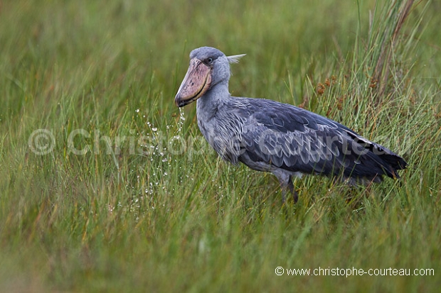 Shoebill