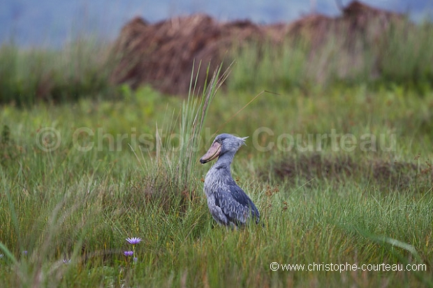 Shoebill