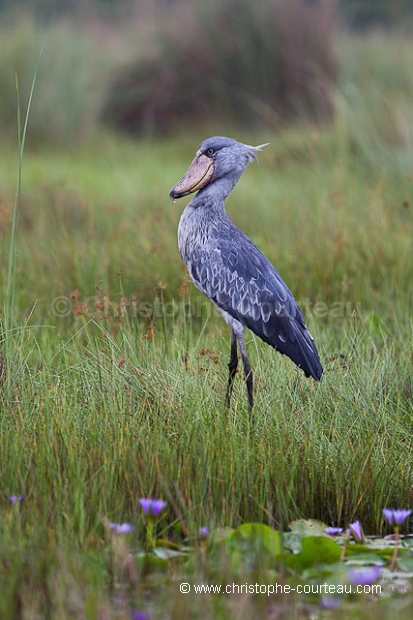 Shoebill