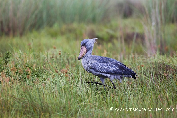 Shoebill