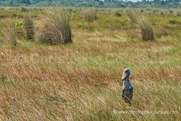 Shoebill