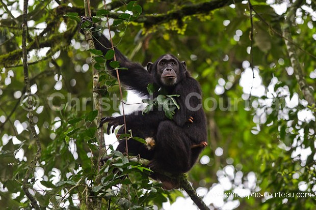 Chimpanz, mre et son bb