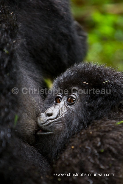 Mountain Gorilla