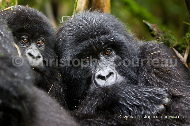 Mountain Gorilla