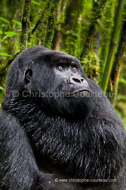 Mountain Gorilla