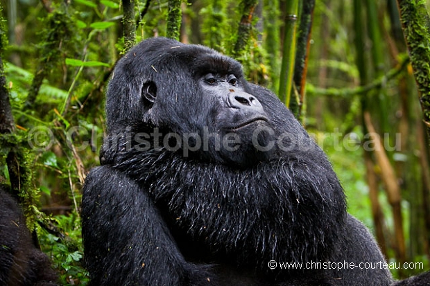 Mountain Gorilla