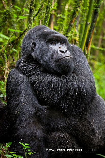 Mountain Gorilla