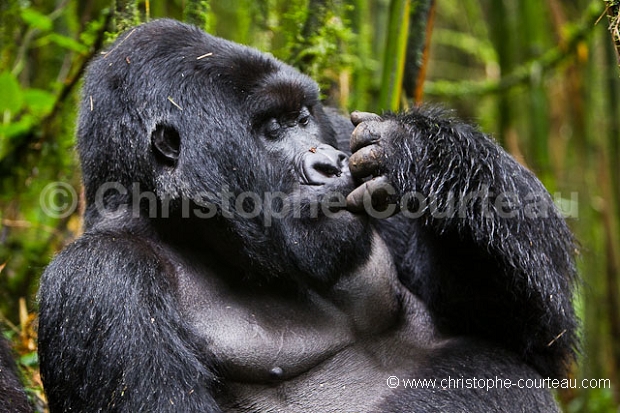 Mountain Gorilla