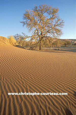 Ripple Marks in the Sossusvlei's Dunes