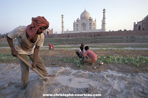 Agriculture along the banks of the river near the Taj Mahal