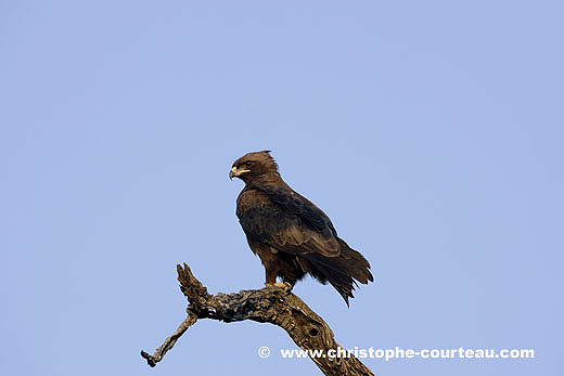 Aigle de Waldberg