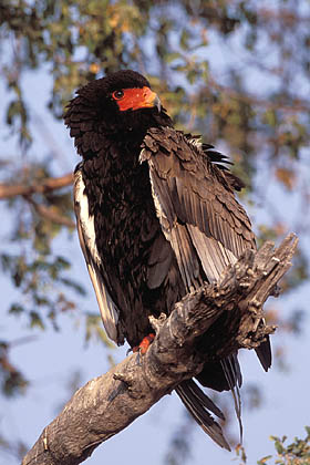 Aigle bateleur