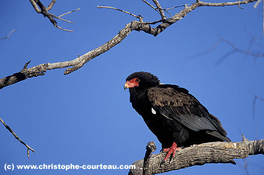 Aigle Bateleur, adulte