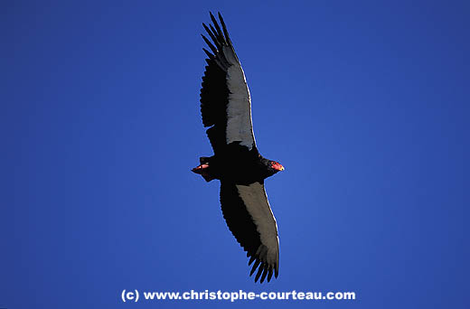 Bateleur flying