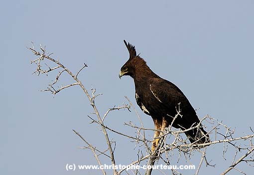 Long-Creasted Eagle