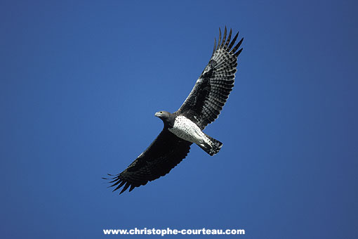 Martial Eagle