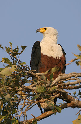 Aigle pcheur ou Pygargue vocifre