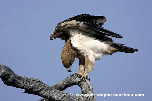 Aigle Ravisseur juvnile