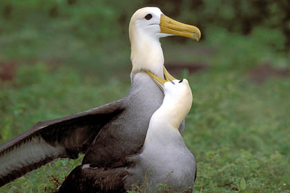 Albatros des Galapagos. Accouplement