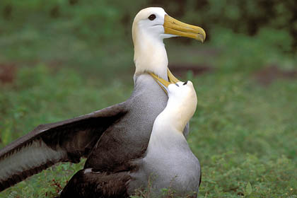 Waved Albatross. Mating