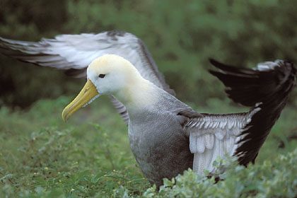 Albatros des Galapagos : s'ébroue après une petite pluie...