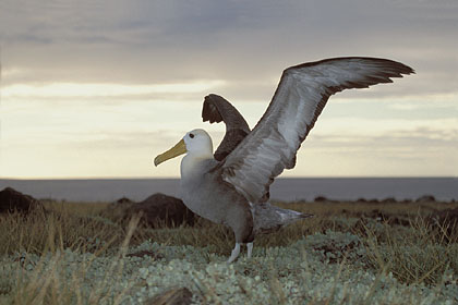 Albatros des Galapagos / Española Island
