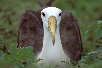 Albatros des Galapagos. Espanola