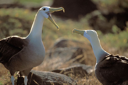 Albatros des Galapagos. Prélude à l'accouplement