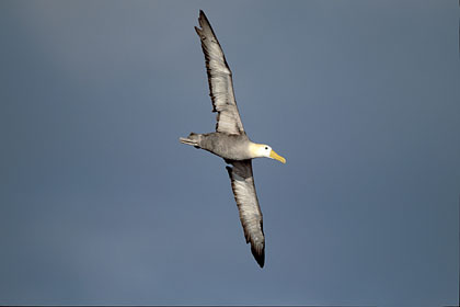 Albatros des Galapagos, glisse dans le vent du large