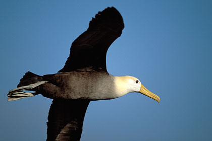 Albatros des Galapagos /  Espanola Island