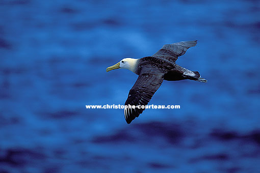 Albatros des Galapagos : survole les vagues