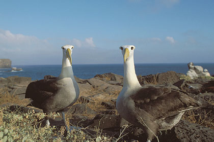 Couple d'Albatros des Galapagos