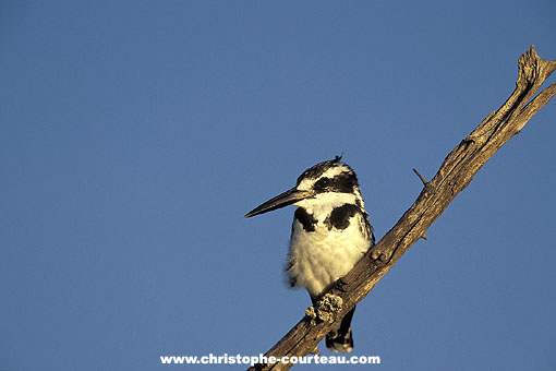 Pied Kingfisher