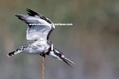 Pied Kingfisher, on Khwa River