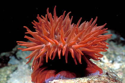 Red Sea Anemone