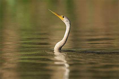 Anhinga noir en pleine pêche