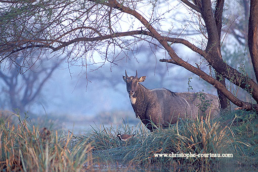 Nilgai or Blue Bull