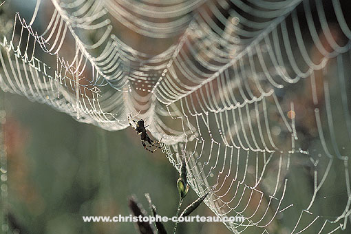 Toile d'araigne Epeire dans la rose du matin