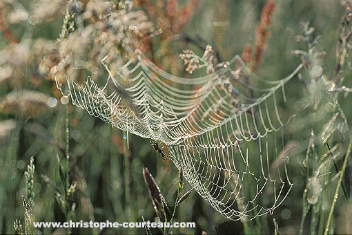 Toile d'araigne peire dans les herbes