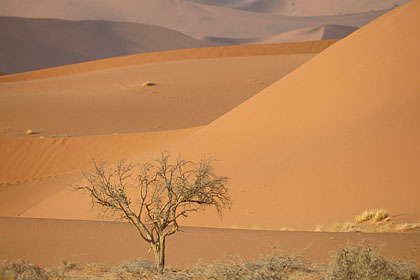 Solitary Tree in Sossusvlei's dune field