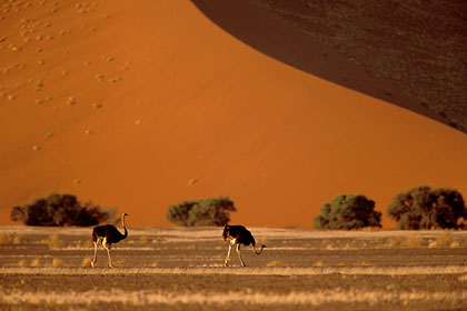 Autruches dans le dsert du Namib