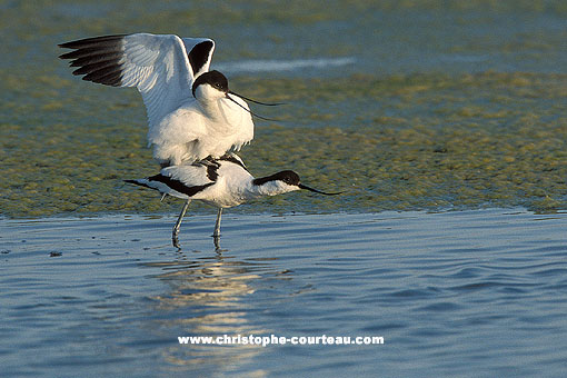 Accouplement d'Avocettes