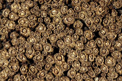 Star Barnacles at low tide