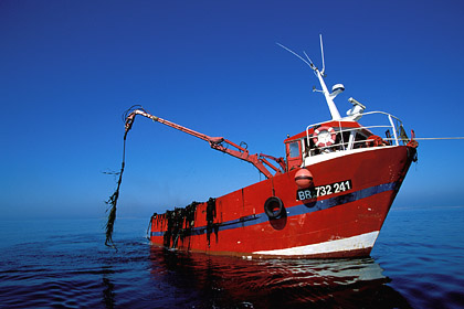 Rcolte des laminaires en bateau