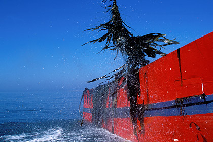 Devil's apron seaweeds harvesting