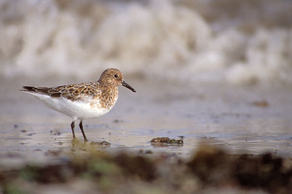 Bcasseau sanderling. Printemps / Bretagne