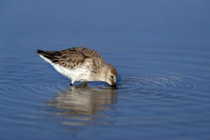 Dunlin.