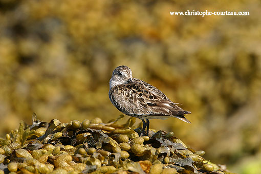 Bécasseau variable : repos sur l'estran à marée basse.